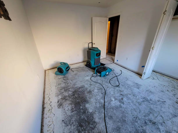 Best Water damage cleanup near me  in Wolfe City, TX