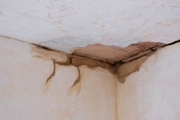 Best Flood restoration services  in Wolfe City, TX
