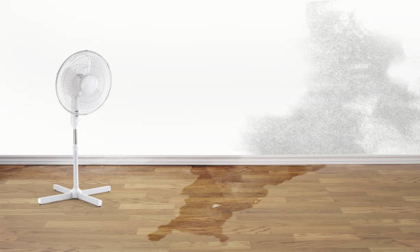 Best Water damage cleanup near me  in Wolfe City, TX