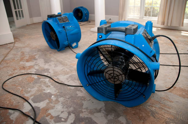 Best Local water damage restoration  in Wolfe City, TX
